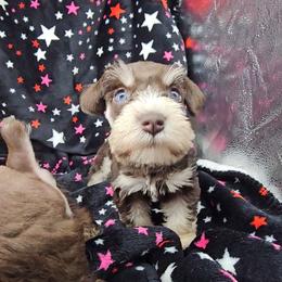 Winnie - Liver female Miniature Schnauzer puppy in Panama City, Florida from Emerald Coast Schnauzers