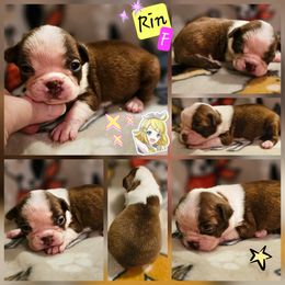 Rin - Seal and white female Boston Terrier puppy in Boston, Massachusetts from Boston Collections