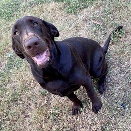 Labrador Retrievers and Miniature Australian Shepherds from Rock Ridge Farms