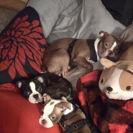Boston Terrier and French Bulldog Puppies from Reds Studio