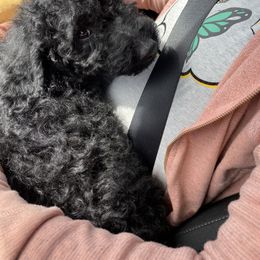 Cockapoo, Cocker Spaniel, Goldendoodle, and Poodle Puppies from Pawfect Transporters & Breeding, LLC