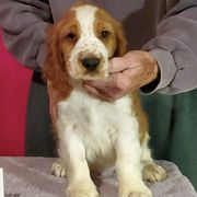 Welsh Springer Spaniels from Gualtieri's Welsh Springer Spaniels