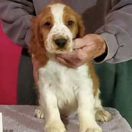 Welsh Springer Spaniels from Gualtieri's Welsh Springer Spaniels