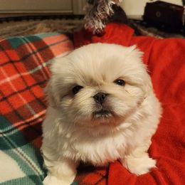 Pekingese Puppies from Heather's Pekingese