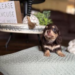 Marley - Chocolate and cream female Dachshund puppy in New Albany, Mississippi from Double A. Doxies