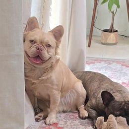 Dachshund and French Bulldog All Grown Up from TheFrenchieVille