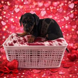 Sparkle (Tiger Lily) - Dapple female Dachshund puppy in Live Oak, Florida from Johnson’s Weiner Farm