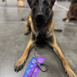 Belgian Malinois Puppies from Fromage Malinois