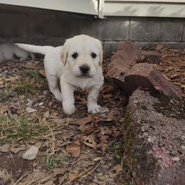 Aspen - Light golden female Golden Retriever puppy in Seymour, Missouri from High Road Golden Retrievers