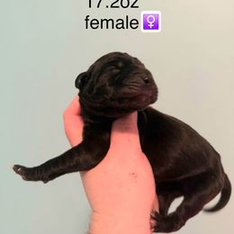Lorna - Black female Great Dane puppy in Bay Shore, New York from Gentle Giant Companions
