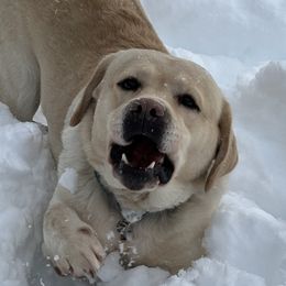 Beau - Labrador Retriever