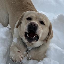 Beau - Labrador Retriever