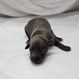 Thor - Blue male Italian Greyhound puppy in Newalla, Oklahoma from Heartland Iggys