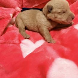 Sprite - Wheaten male Scottish Terrier puppy in Bristol, Virginia from Schrute Farms Canine Clan