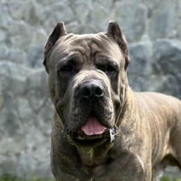 Roma - Cane Corso