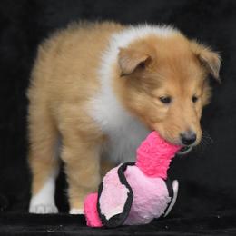 Johnson - Sable merle and white male Collie puppy in Danville, Pennsylvania from Brookwood Collies, Smooth & Rough