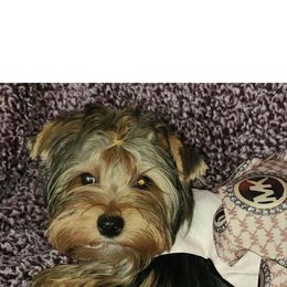 Karli - Yorkshire Terrier