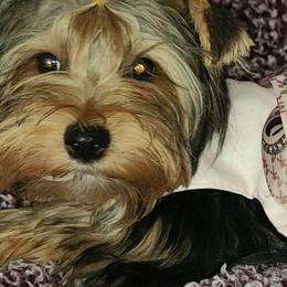 Karli - Yorkshire Terrier