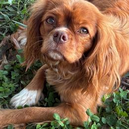Abbie - Cavalier King Charles Spaniel