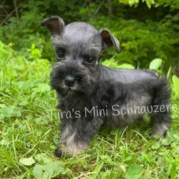 Boy 2 - Salt and pepper male Miniature Schnauzer puppy in Kentucky from Tyra's Mini Schnauzers