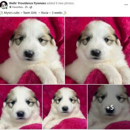 Rocia - White and badger female Great Pyrenees puppy in Silex, Missouri from Wells' Providence Pyrenees