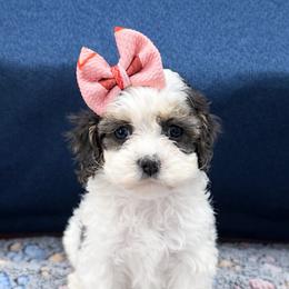 Pebbles - Merle female Cockapoo puppy in Berea, Kentucky from Blair’s Furry Friends