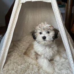 Shihpoo and Shih Tzu Puppies from The Luckie Puppy