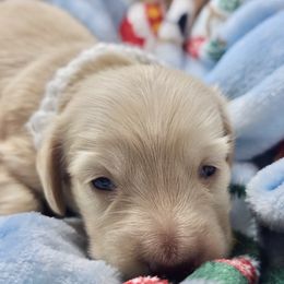 Fireworks - Cream male Dachshund puppy in Sacramento, California from MiniDoxPups