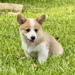 Pembroke Welsh Corgi Puppies from Pembroke Welsh Corgis at Belle Haven