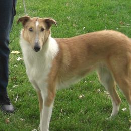 Lina - Collie