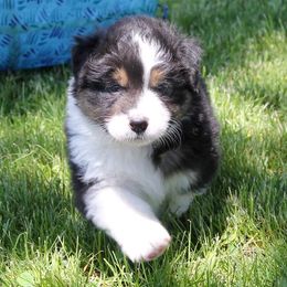 Australian Shepherd Puppies from RisingStar Australian Shepherds
