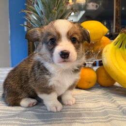 Cedric - Red male Pembroke Welsh Corgi puppy in Spring Hill, Florida from Chaotic Canines