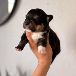Tri Male - Black and tan male Pembroke Welsh Corgi puppy in Moreno Valley, California from Corgi Dobie Co.