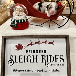 Australian Shepherd Puppies from Aussome Okie Aussies