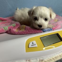 Cannon - White male Maltese puppy in Clover, South Carolina from Cudi’s Buddies