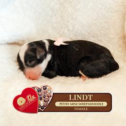 Girl 5 - female Sheepadoodle puppy in Cleveland, Tennessee from Narrow Path Old English & Sheepadoodles