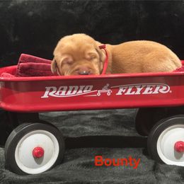 Bounty - Yellow male Labrador Retriever puppy in Tigard, Oregon from Morrison Labrador Retreivers