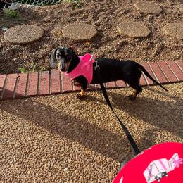 Ellie Mae - Dachshund