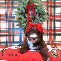 Cocoa - Brown and white female Aussiedoodle puppy in Land O' Lakes, Florida from Olive’s Little Farmhouse Doodles