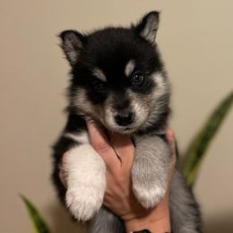 Bellatrix - Black and white Siberian Husky puppy in Coconut Creek, Florida from Broward Huskies