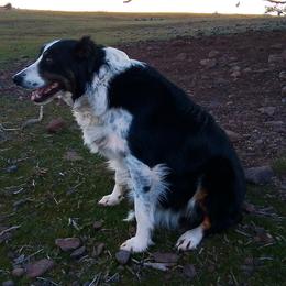 Border Collie puppies from Flock and Fang