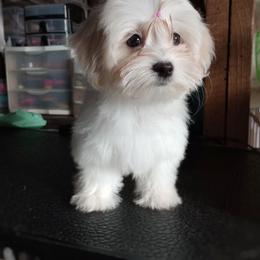 Companion Cross, Mal-Shi, Maltese, Maltipoo, Morkie, and Shih Tzu Puppies from Seeking Shalom Acres Maltese, Maltipoos & Havamalts