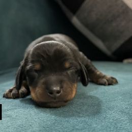 WHITE - Black and tan female Dachshund puppy in Dalhart, Texas from 806 Mini Doxies