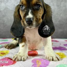 True Lovemmmmmmmmmmmmmmmmmm - Black white and brown male Basset Hound puppy in Dingess, West Virginia from Tuckers' Howling Hounds