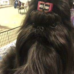 Kizzy - Shih Tzu