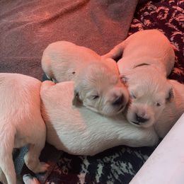 Golden Retriever Puppies from Goldens Retreat