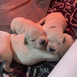 Golden Retriever Puppies from Goldens Retreat