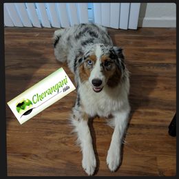 Australian Shepherd Puppies from Cherangani Hills Australian Shepherds