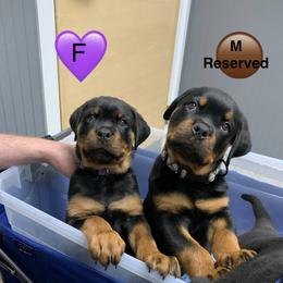 Rottweiler Puppies from Thomas Rotts