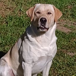 Myron - Dilute Retriever